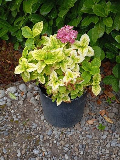 Hydrangea