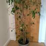 Ficus  Benjamina weeping fig large plant Image 4