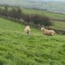 Wicklow Cheviot shearling Image 5