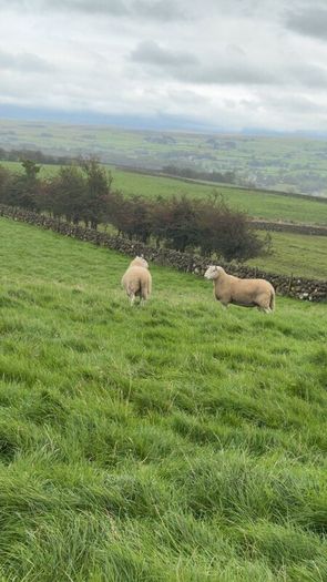 Wicklow Cheviot shearling