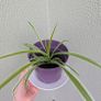 Spider plant and pot. Image 4