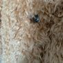 Beige Teddy Coat Image 3