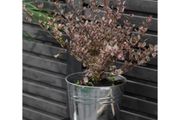 Winson Plant Pot 20.5cm Galvanised Steel GT34