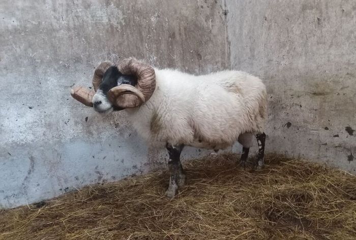 Lanark Ram