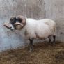 Lanark Ram Image 3