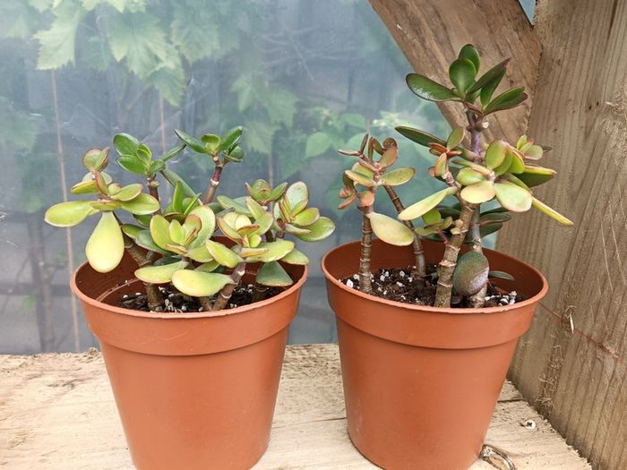 2 Jade Plants