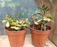 2 Jade Plants