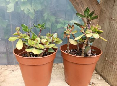 2 Jade Plants
