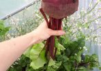 Beetroot Seeds - 