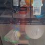 Hamster Image 2