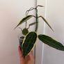 Rare houseplant Hoya Latifolia Albomarginata Image 3
