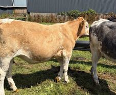Beef cattle
