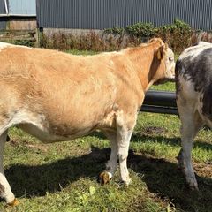 Beef cattle