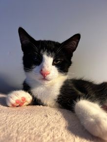 Kittens
