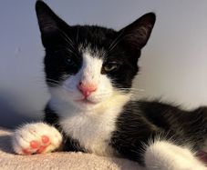 Kittens