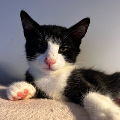 Kittens