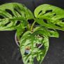Monstera Image 2