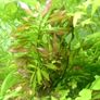 6 species Aquarium plants Image 5