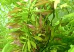 6 species Aquarium plants
