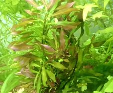 6 species Aquarium plants
