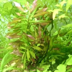 6 species Aquarium plants