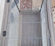 cage bird or other animal