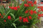5 x Crocosmia Lucifer Bulbs