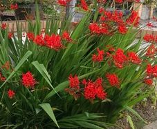 5 crocosmia lucifer bulbs