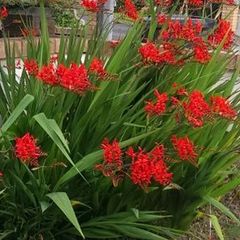 5 crocosmia lucifer bulbs