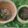 2 old terracotta pots Image 3
