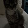 Male kitten Image 2