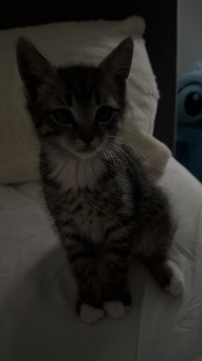 Male kitten