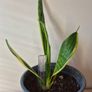 Snake Plants Image 7