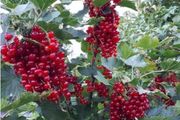 Redcurrant Plant