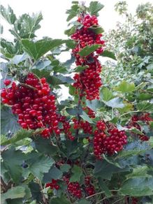 Redcurrant Plant