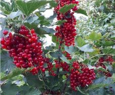 Redcurrant Plant