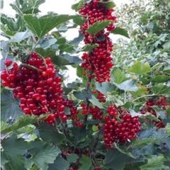 Redcurrant Plant