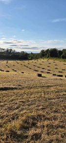 Small square bales of hay
