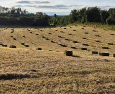 Small square bales of hay