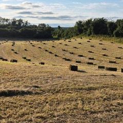 Small square bales of hay