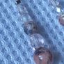 earrings Image 2