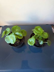 Plant