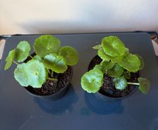 Plant