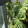 Large monstera Image 3