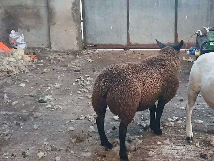 Rams and ewe lambs