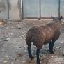 Rams and ewe lambs Image 3