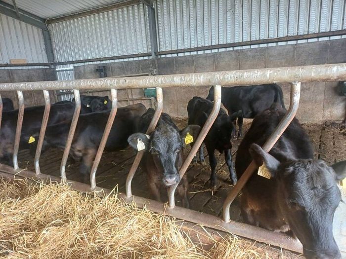 Angus weanlings