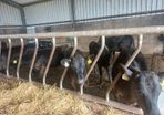 Angus weanlings