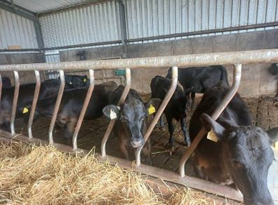 Angus weanlings