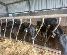Angus weanlings